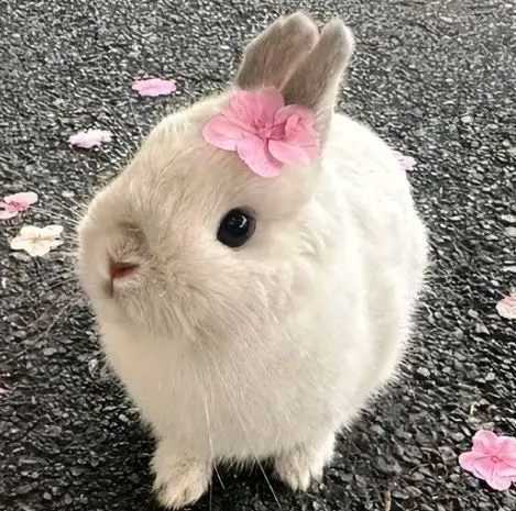 pacific_woman's avatar