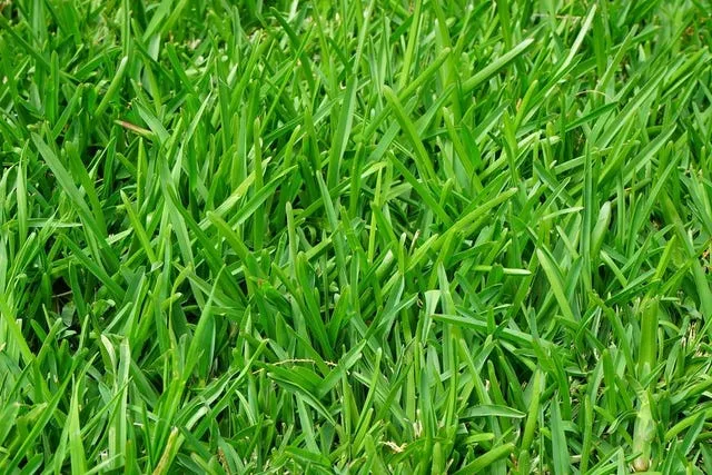 the same picture of grass every single day's avatar