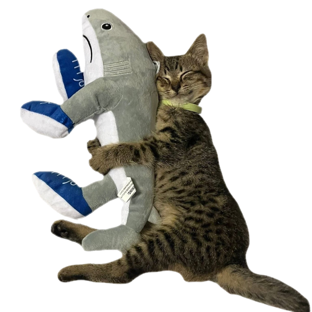 fluffye@app.wafrn.net