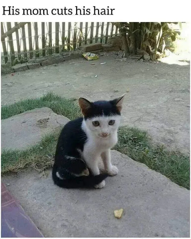 scruffy looking kitty with black fur top of head and back. white face and front. looks like bowl haircut. sitting on a dusty patch of concrete in a mostly dirt front yard. 'His mom cuts his hair'
