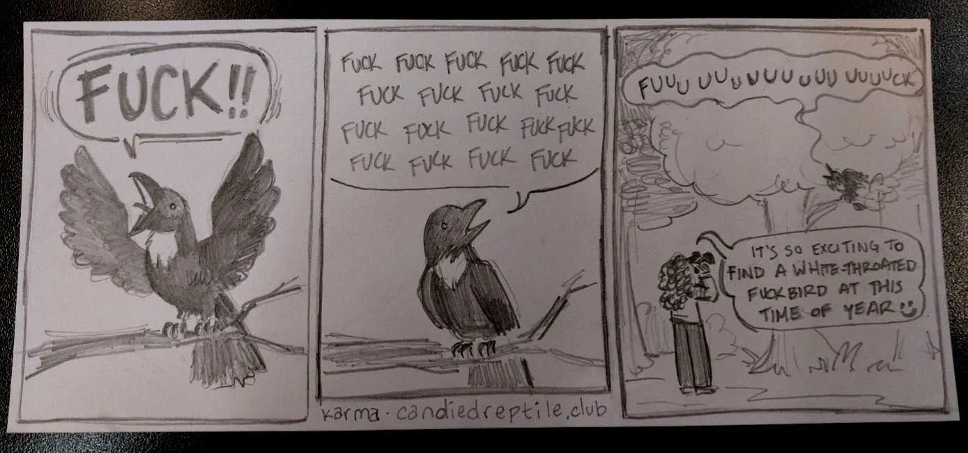 panel 1: a bird: "FUCK!!"
panel 2: the bird continues repeating FUCK many times
panel 3: camera pulls back. someone is watching the bird with binoculars as it leans forward and goes "fuuuuuuuuuck." birdwatcher: "it's so exciting to find a white-throated fuckbird at this time of year :)"