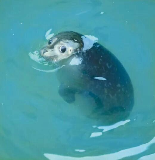 Real life counterpart of last image's redraw. What do you mean with "no more fishes for you"??