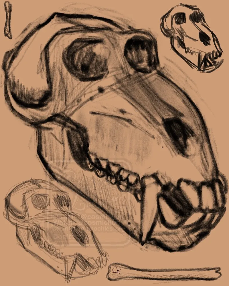 Digital sketch in black of a baboon skull. There are other, smaller versions in different brushes, one on the top right corner and the other on the bottom left corner. There are also two small doodles of long bones, one on the top left corner and the other one on the bottom right corner. The background is brown.