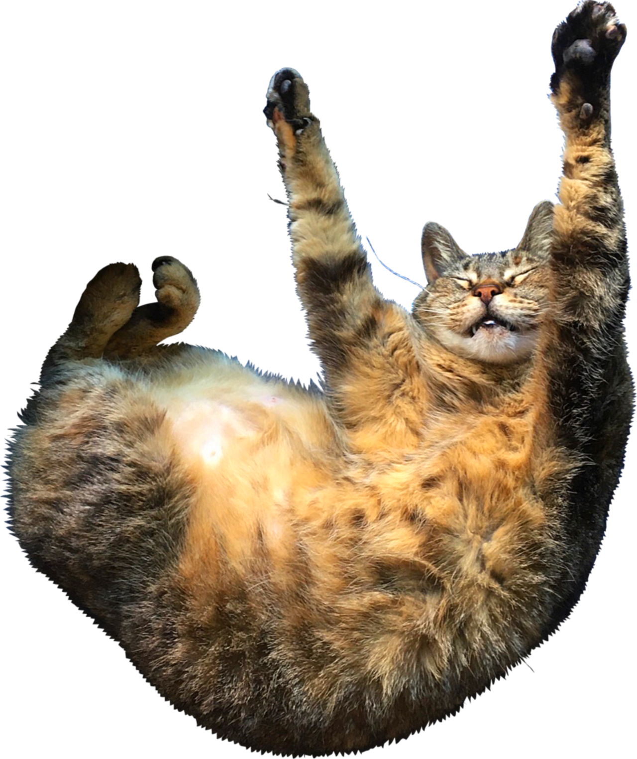 Transparent png made with a digital photography of Mini, an adult tabby cat. She is chubby. She is lying on her back, curling on herself, curling her hind paws, raising and stretching her front paws over her head, squeezing her eyes shut and smiling.