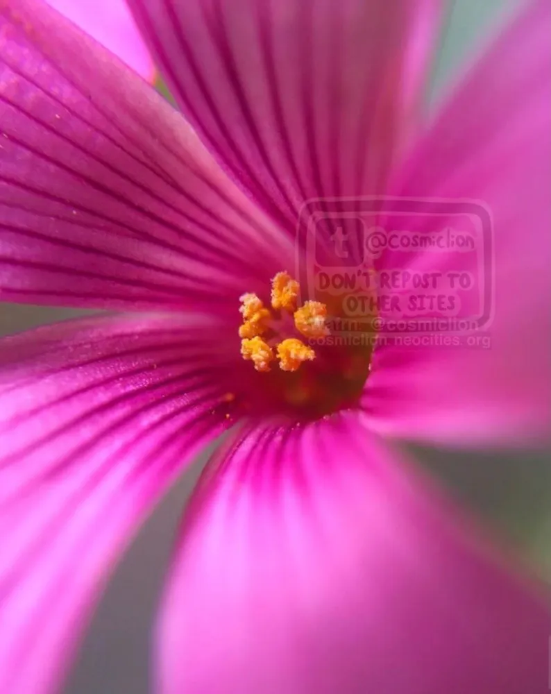 Digital macro photography of a pink sorrel flower, zooming in to show its stamen.