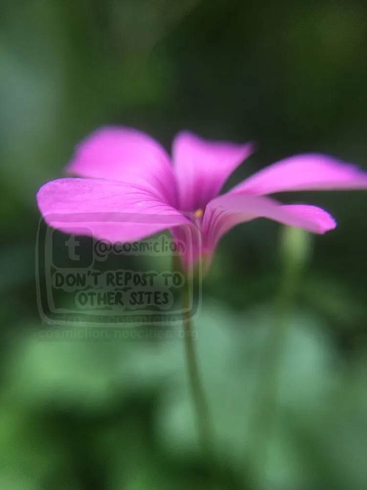 Digital side view photography of a pink sorrel flower. Green leaves can be seen in the background, out of focus.