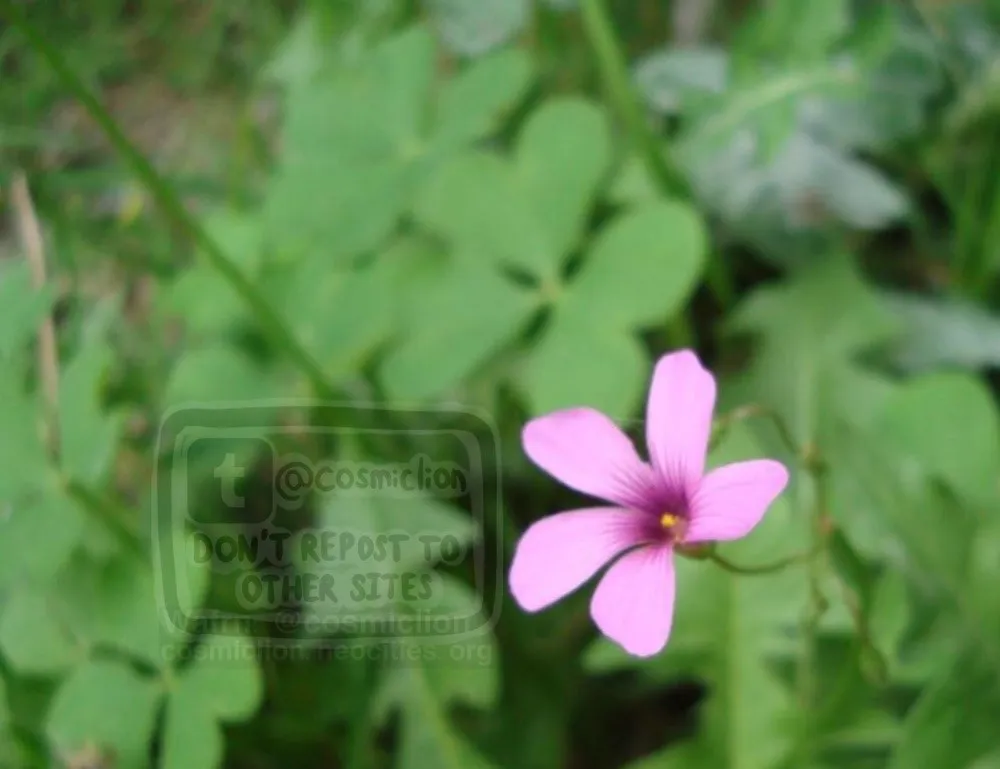 Digital photography of a pink sorrel flower, seen from above. Green leaves can be seen in the background, out of focus.