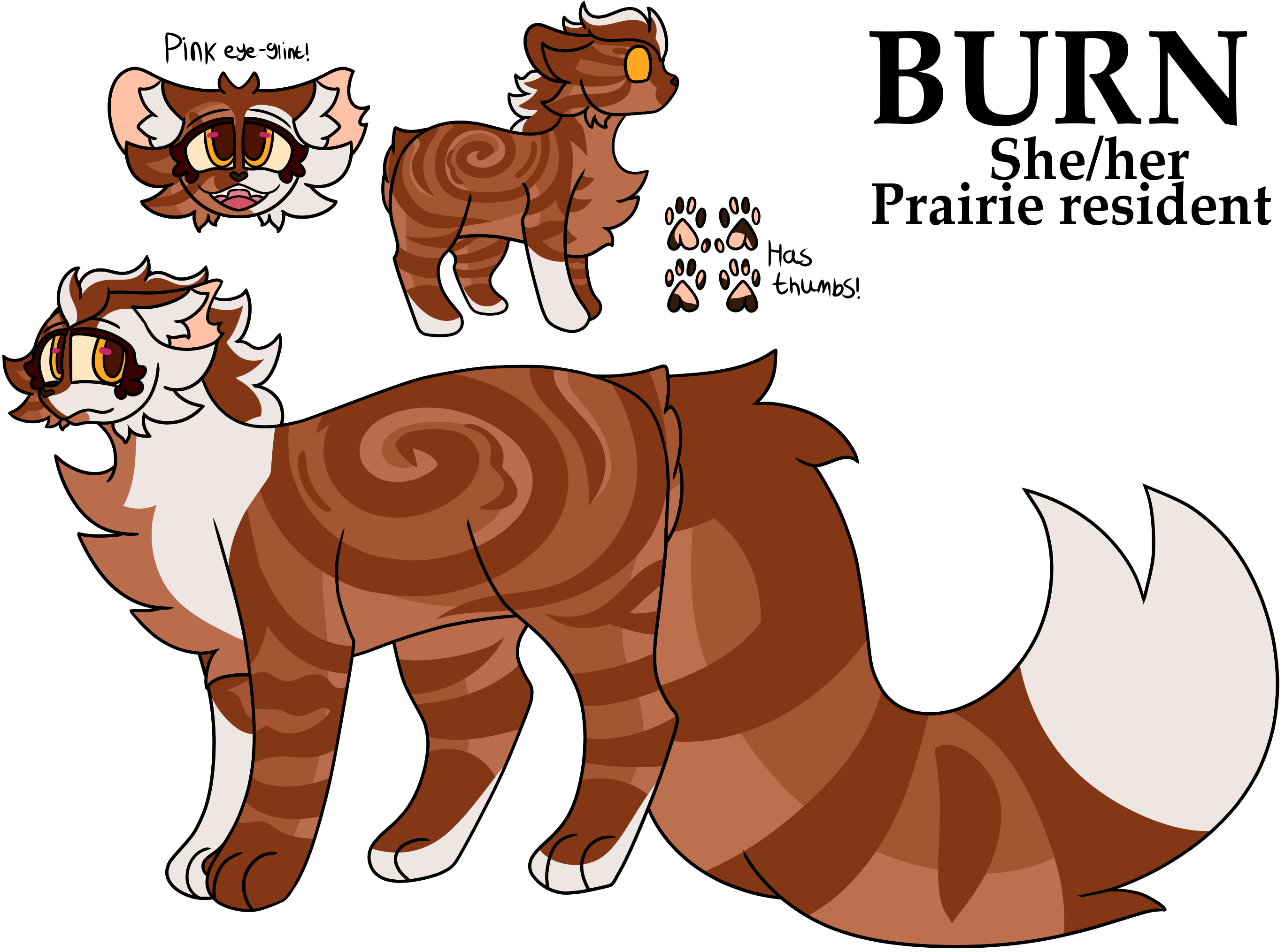 A reference sheet for a feral ginger feline, she has dark orange stripes and white markings over her body and face. Decently fluffy.